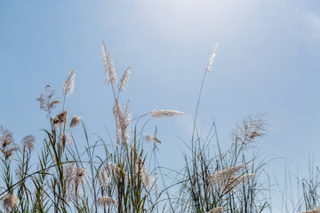 Obraz premium beautiful plants on the sky background