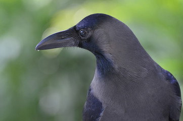 Carrion crow (Corvus corone)