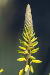 Aloe vera plantation, cultivation of aloe vera, healthy plant used for medicine, cosmetics, skin care