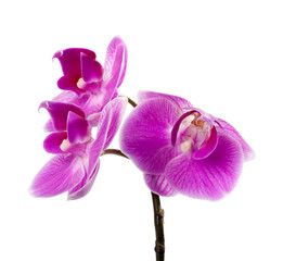 Obraz premium orchid isolated on white