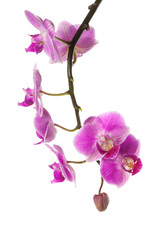 Plakat orchid isolated on white