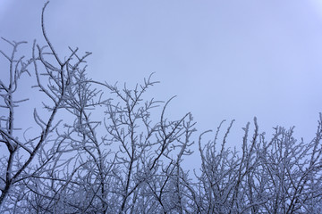 Beautiful Winter landscape scene background wit snow covered trees and ice river. Beauty sunny winter backdrop. Wonderland. Frosty trees in snowy forest. Tranquil winter nature in sunlight
