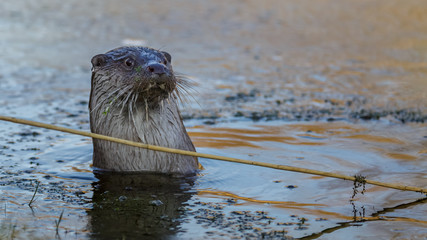 European otter in winter on ice