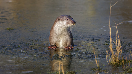 European otter in winter on ice