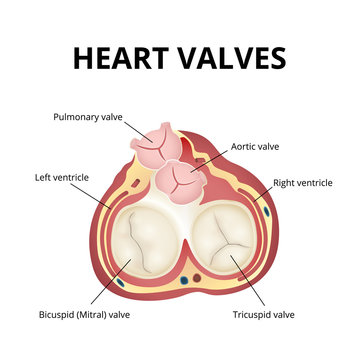 heart valves anatomy