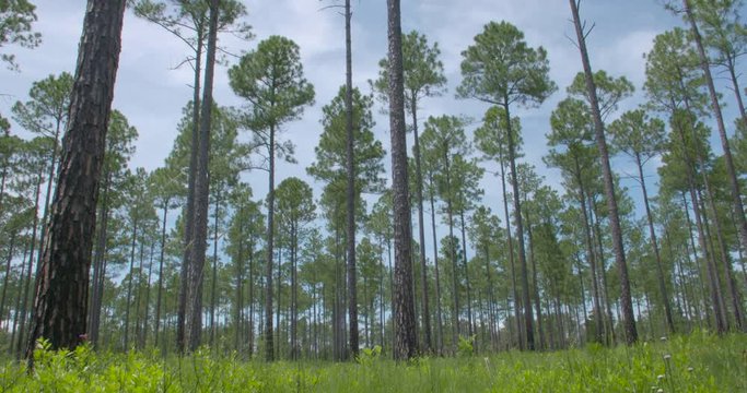 a pan of long leaf pine forest