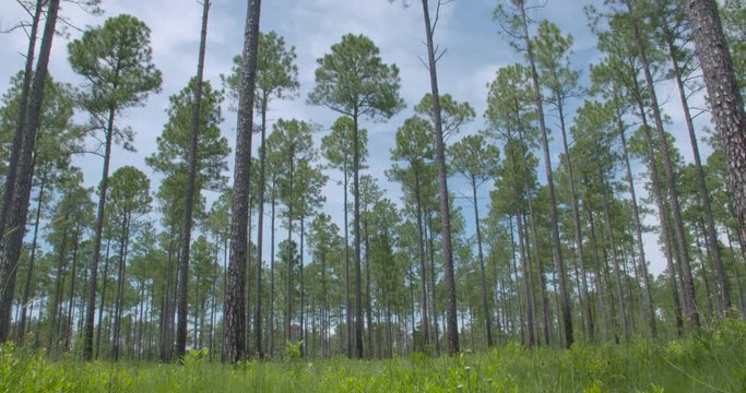 a pan of long leaf pine forest