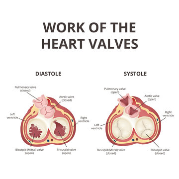 heart valves anatomy