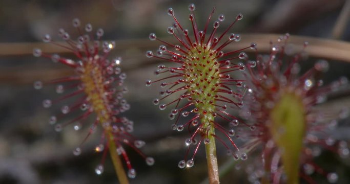 a video of some sundew