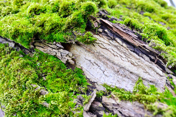 old timber with moss in the forest - closeup
