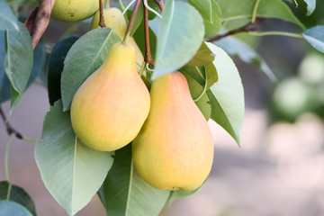 Harvest of ripe pears in a home garden