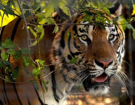 Wild Siberian tiger on nature