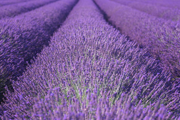Plakat Natural floral lavender background, ultra violet concept - color of the year 2018