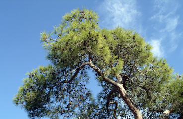 Pine trees in the Troodos Mountain Forest, Cyprus