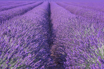 Naklejka na ściany i meble Natural floral lavender background, ultra violet concept - color of the year 2018