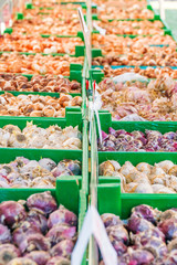 Onion and garlic on the market counter, background