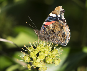 Red Admiral