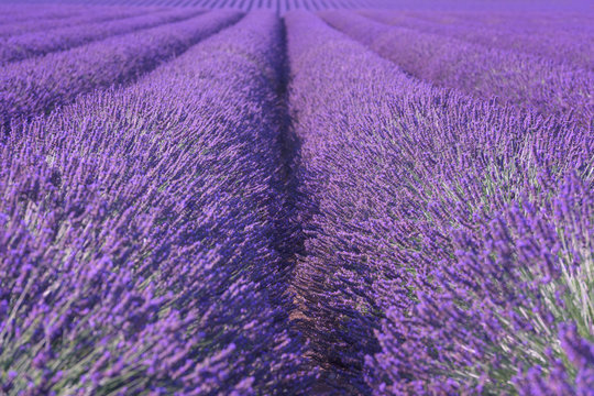 Natural floral lavender background, ultra violet concept - color of the year 2018