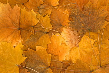 Naklejka na ściany i meble Texture of autumn maple leaves. Photographed in the autumn park .