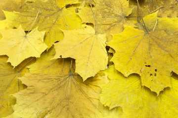Yellow autumn leaves. Abstract beautiful backdrop for any purpose .