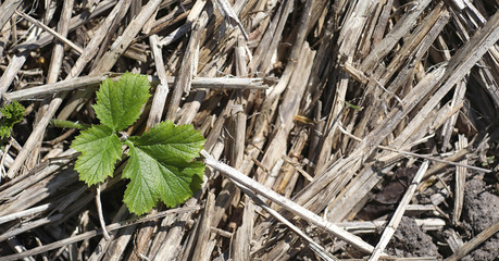 Spring nature. Leaves and bushes with the first green leaves in 