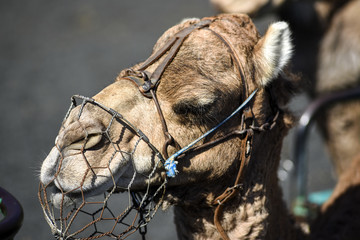 Camels carrying tourists, Lanzarote, Canary Islands.