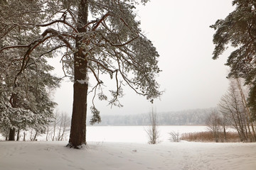 Fototapeta na wymiar Belarus, Grodno, Molochnoe Lake. Winter pine forest by the lake.