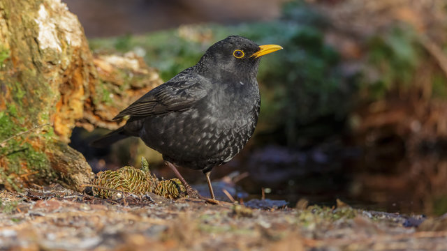 Blackbird in woods