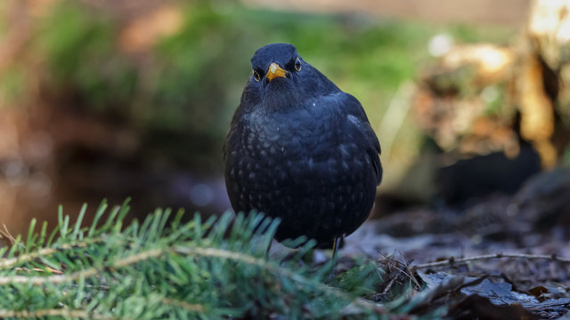 Blackbird in woods
