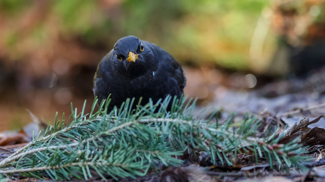 Blackbird in woods