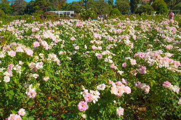 Fototapeta premium Palermo rose garden
