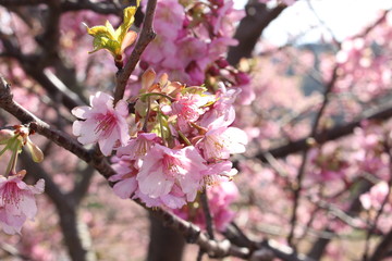 河津桜