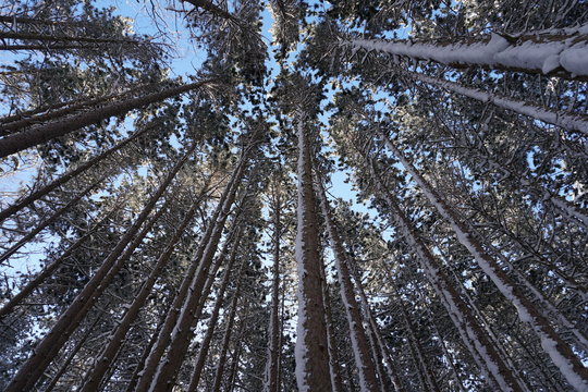 Fototapeta Pine trees covered in snow in midwest forest
