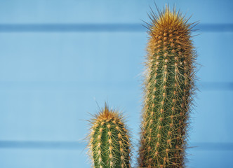 Cactus  on a blue background