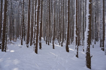 Pine trees covered in snow in midwest forest