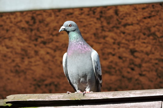 A homing pigeon