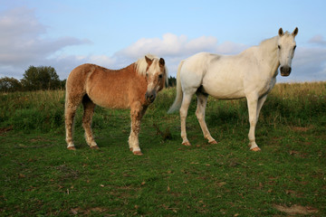 Two, old, retired horse haflinger on meadow in Polish farm. Horse friends.