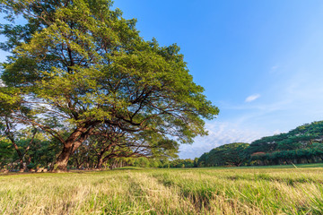 The Beautiful Landscaps Nature In Park