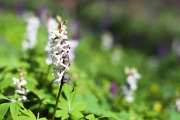 Meadow With Corydalis Flowers Of Different Colors