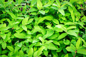 Texture of young green honeysuckle leaves