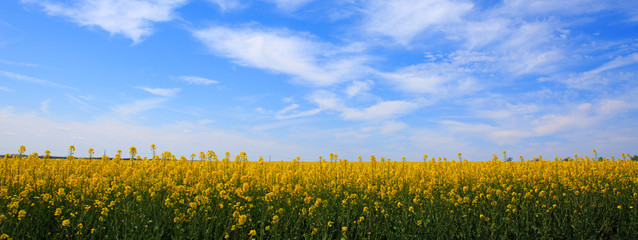 Fototapeta premium Rape field and blue sky.
