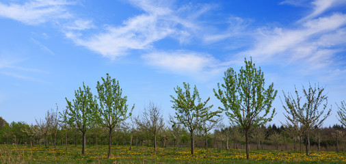 Spring trees and blue sky.