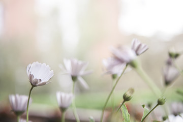 margaritas blancas cerradas y con desenfoque en el fondo con una sola pequeña centrada en el lado izquierdo de la imagen que es suave y sutil en el tono