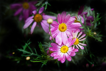 dos grandes margaritas rosadas y p&uacute;rpuras o manzanilla con corolas amarillas, y otras detr&aacute;s con borrosas movidas por el viento y mojadas por gotas de lluvia
