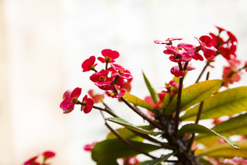 corona roja de espinas, planta de Cristo, espina de Cristo Euphorbia milii, pequeñas flores rojas...