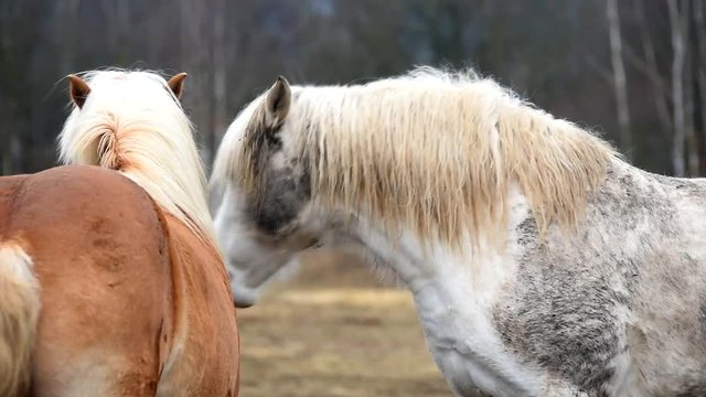 Two horses are playing together.
