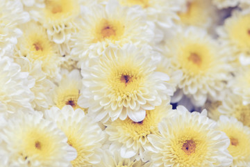 White-yellow chrysanthemum flowers, background, texture