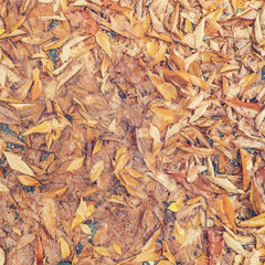 Dry autumn leaves on the asphalt, background, texture