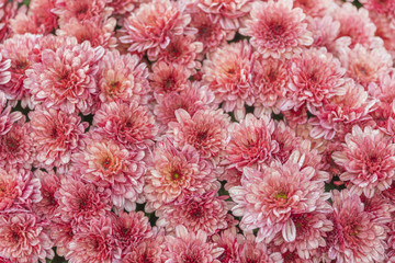 Coral Pink chrysanthemum flowers, background, texture