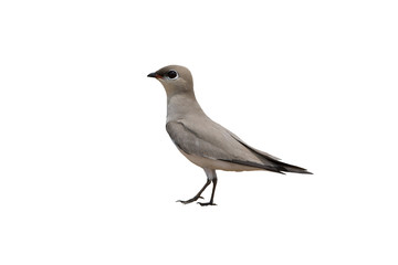 Small Pratincole isolated on white background